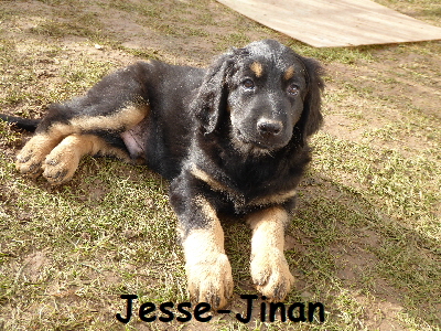 Jesse-Jinan